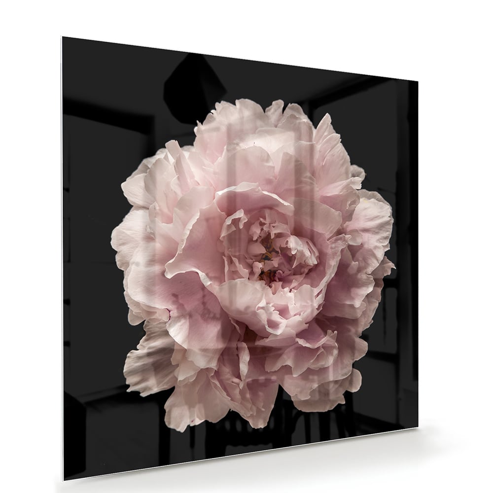 Elegantes Glasbild mit Rosenblüte auf schwarzem Hintergrund – perfekt für Ihr Interieur – Glasbild aus Sicherheitsglas, Größe 100x70