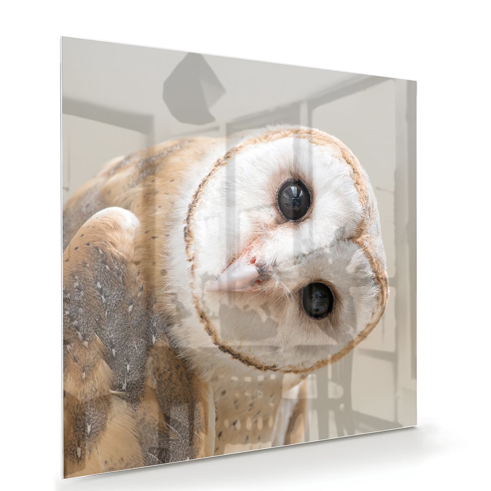 Glasbild mit einer neugierigen, eigenwilligen Eule – Glasbild aus Sicherheitsglas, Größe 100x70