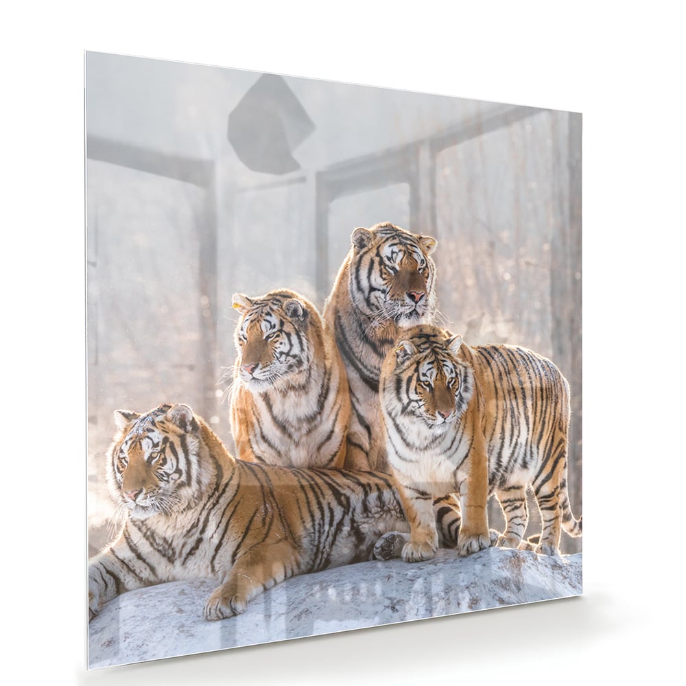 Glasbild mit drei majestätischen Tigern – Glasbild aus Sicherheitsglas, Größe 100x70