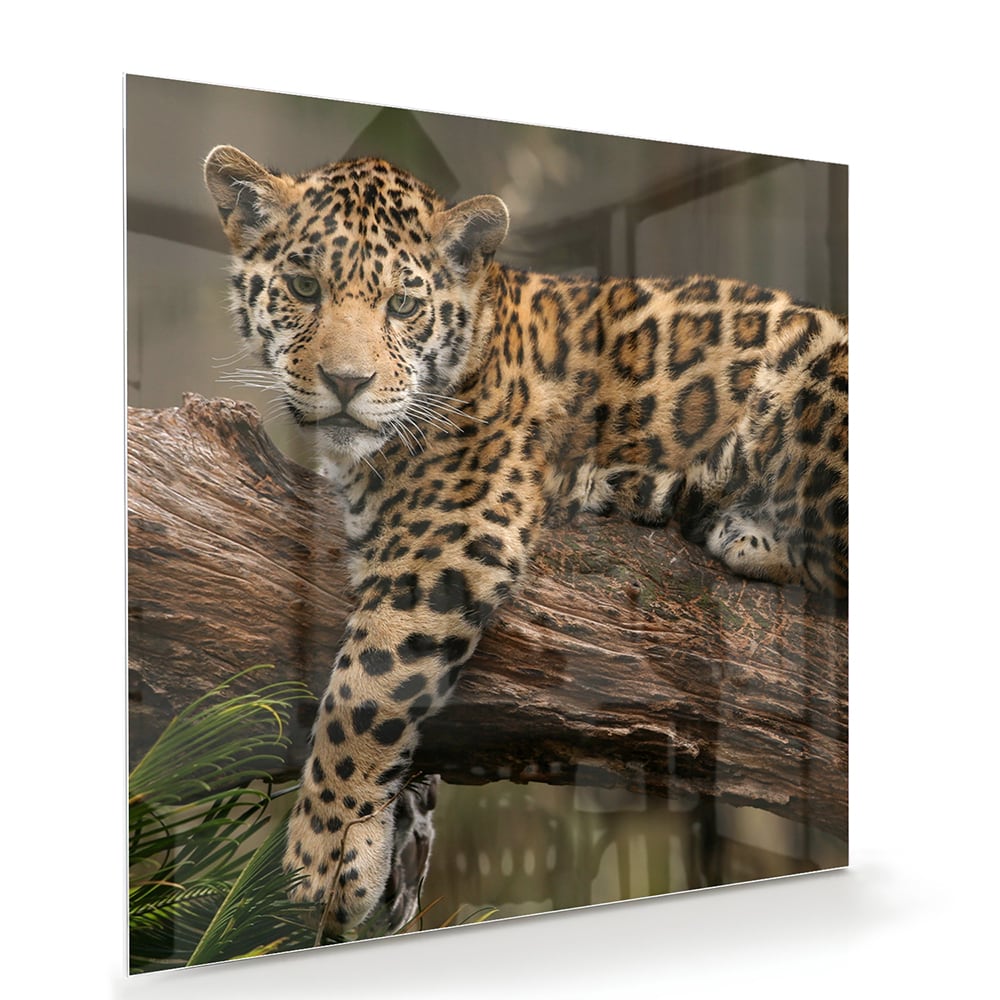 Glasbild mit einem majestätischen Jaguar – Glasbild aus Sicherheitsglas, Größe 100x70