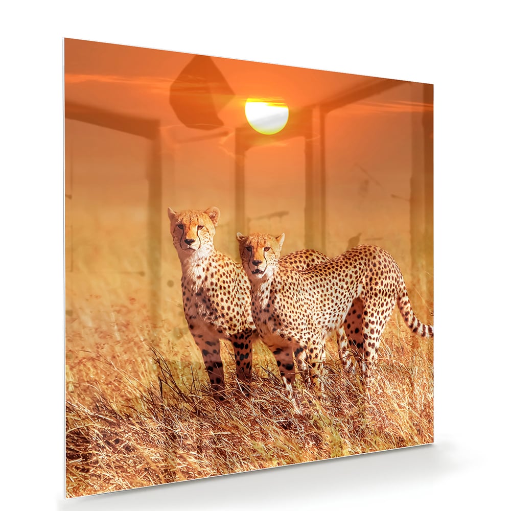 Elegantes Glasbild mit Geparden in der Natur – Glasbild aus Sicherheitsglas, Größe 100x70