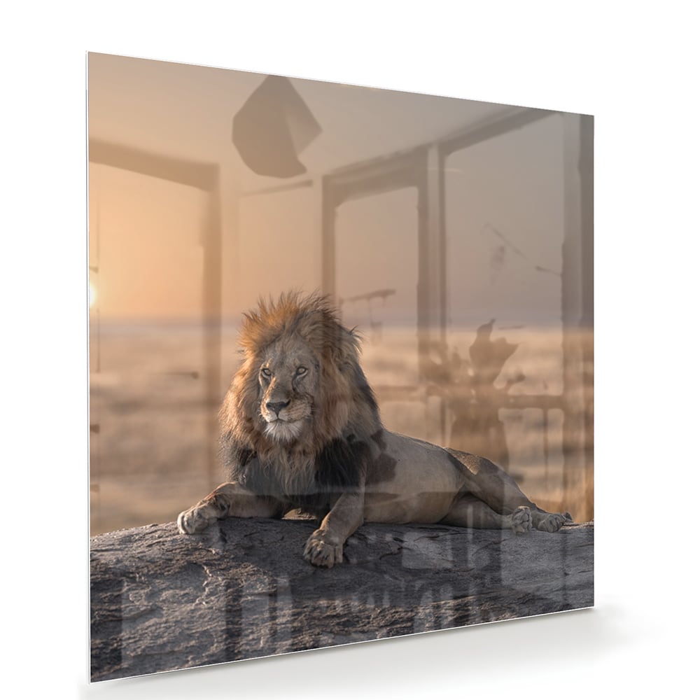 Glasbild – Majestätischer Löwe bei Sonnenuntergang – Glasbild aus Sicherheitsglas, Größe 100x70