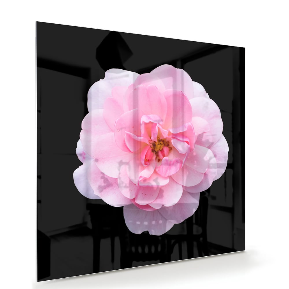 Elegantes Glasbild mit rosa Blume auf schwarzem Hintergrund – Glasbild aus Sicherheitsglas, Größe 100x70