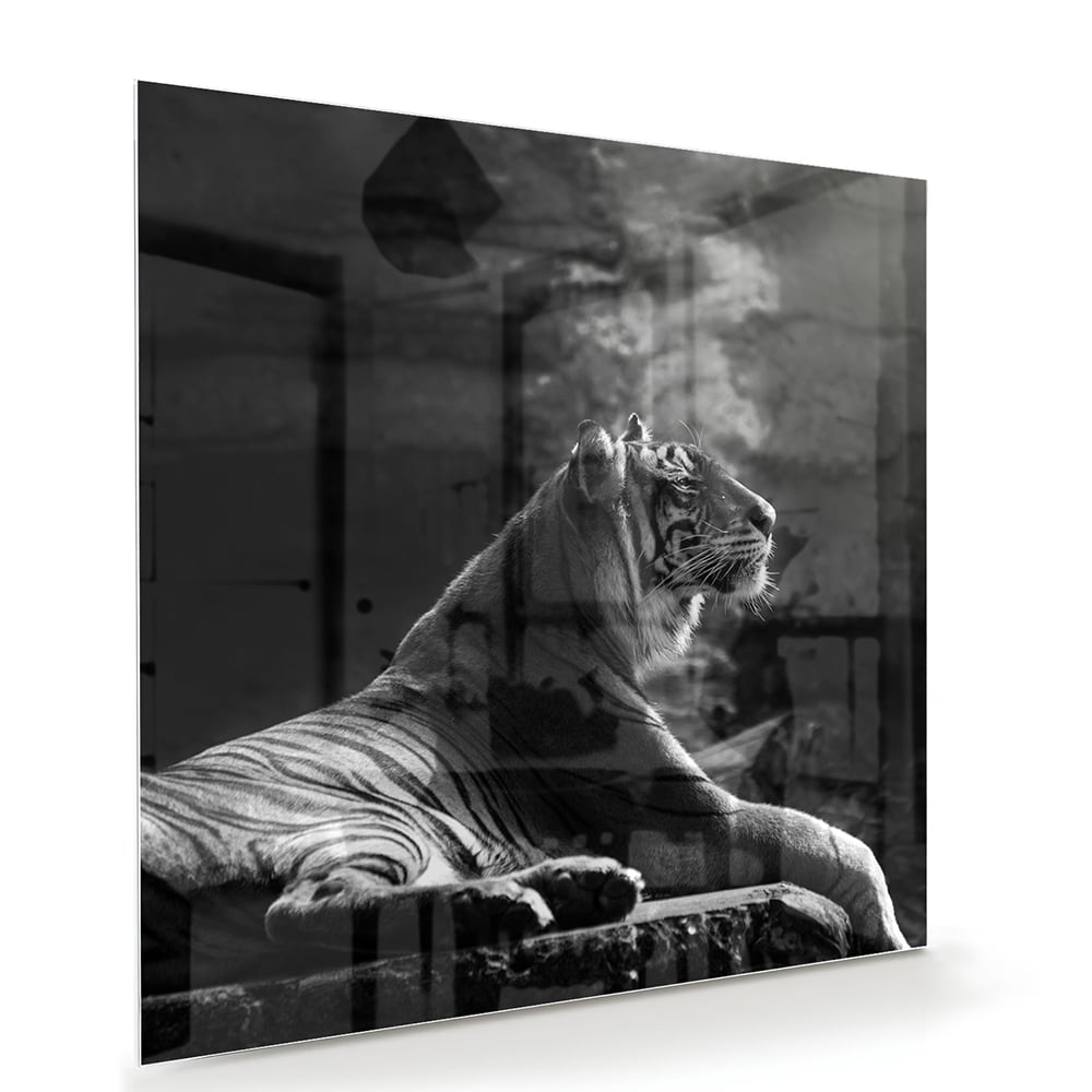 Schwarz-Weiß-Glasbild mit einem majestätischen Tiger – Glasbild aus Sicherheitsglas, Größe 100x70