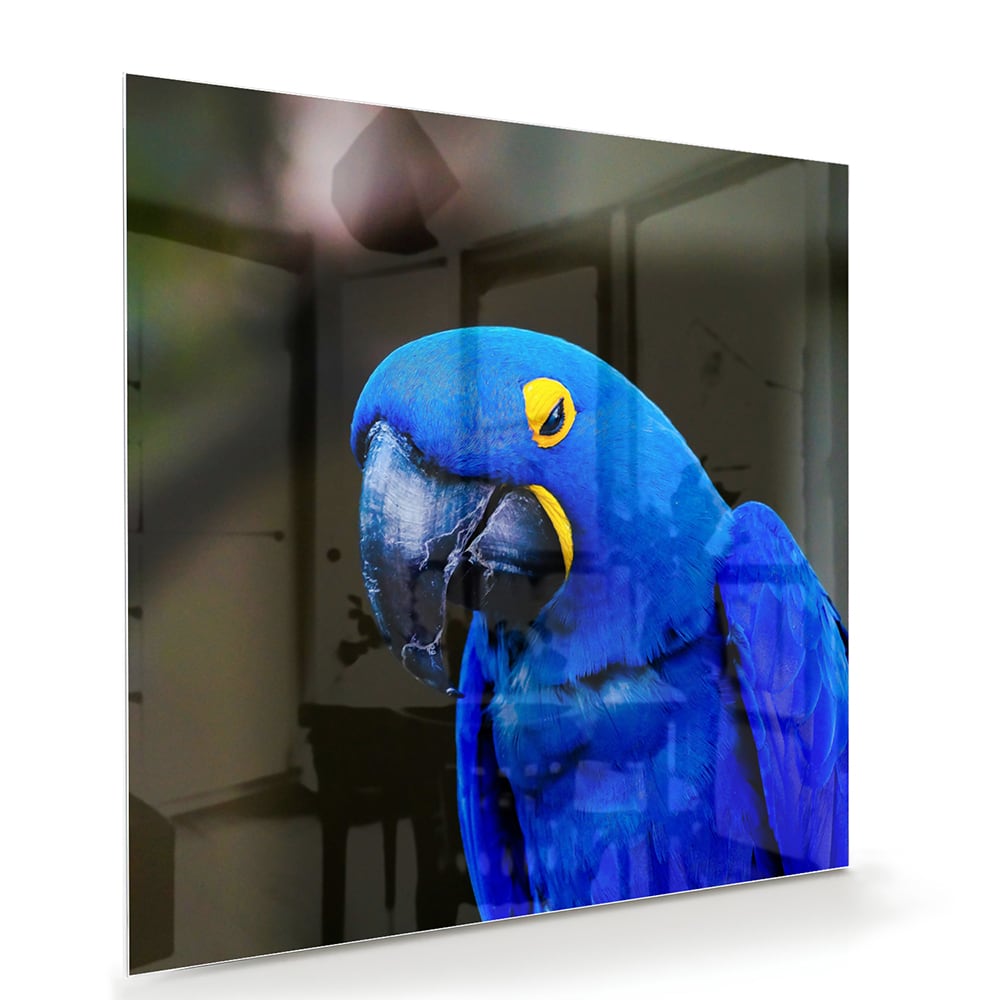 Glasbild mit einem wunderschönen blauen Ara – Glasbild aus Sicherheitsglas, Größe 100x70