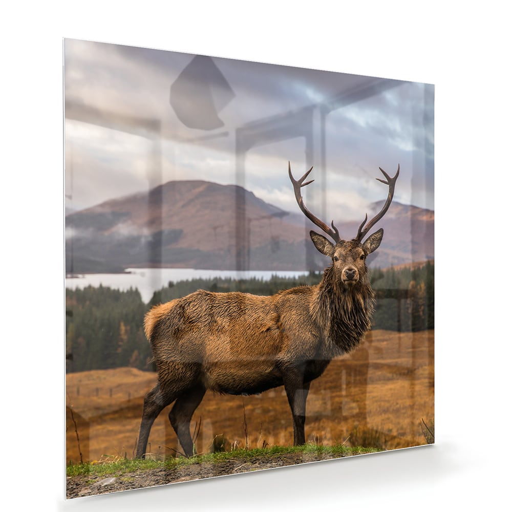 Glasbild mit majestätischem Hirsch – Glasbild aus Sicherheitsglas, Größe 100x70