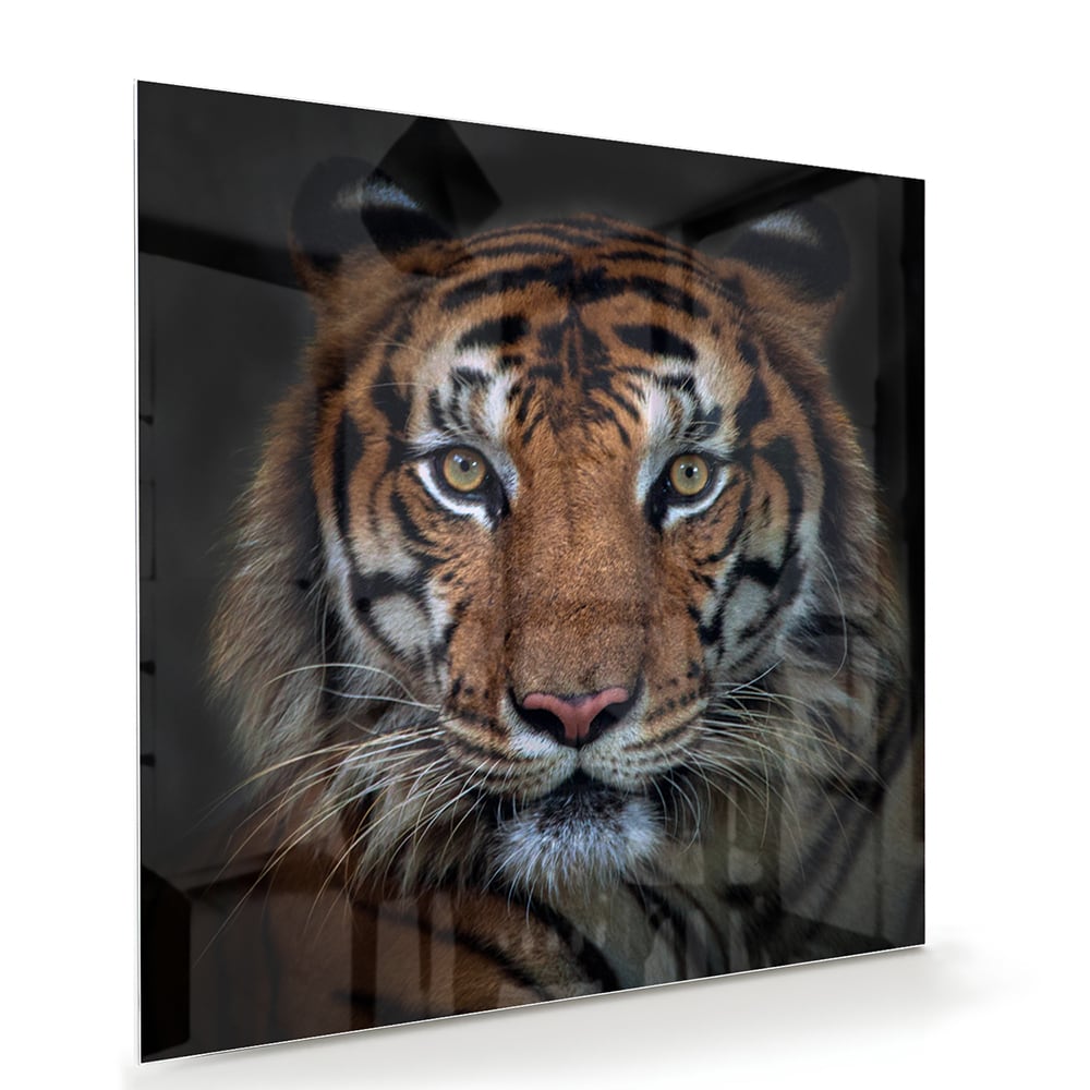 Kraftvoller Tiger – Glasbild für Ihr Interieur – Glasbild aus Sicherheitsglas, Größe 100x70