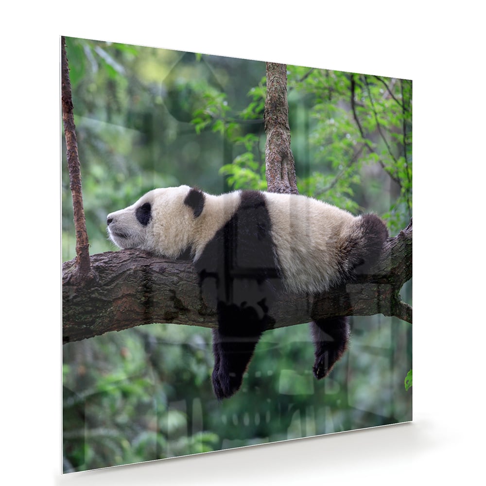 Glasbild mit entspanntem Panda auf einem Ast – Glasbild aus Sicherheitsglas, Größe 100x70