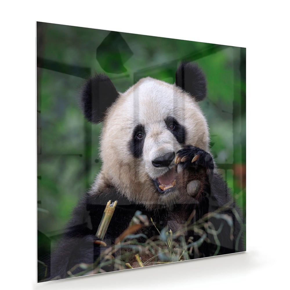 Glasbild mit einem niedlichen Panda in grüner Landschaft – Glasbild aus Sicherheitsglas, Größe 100x70