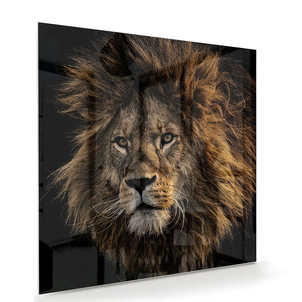 Glasbild mit majestätischem Löwen – Glasbild aus Sicherheitsglas, Größe 100x70