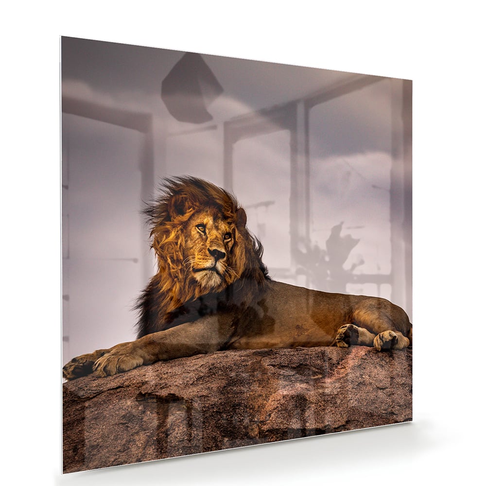 Glasbild – Majestätischer Löwe – Glasbild aus Sicherheitsglas, Größe 100x70