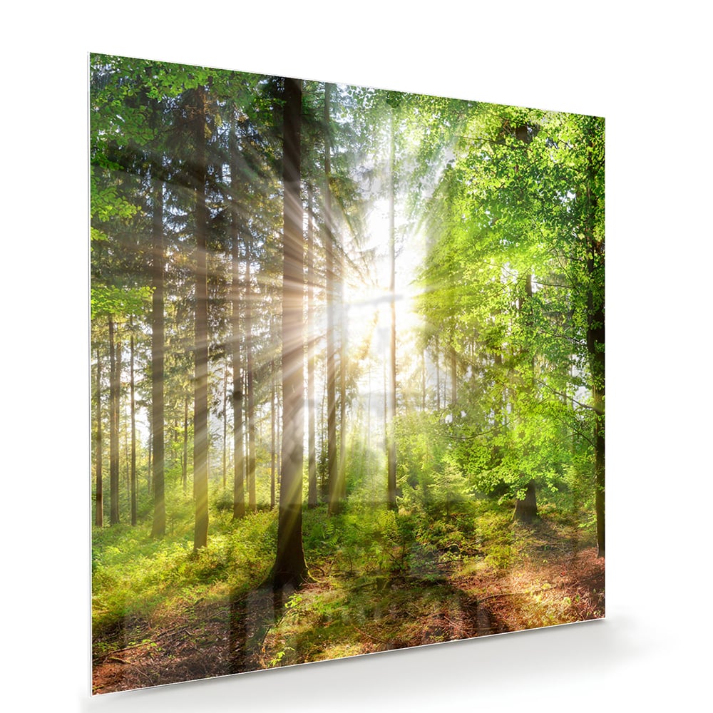 Glasbild mit sonnigem Wald für die Wohndekoration – Glasbild aus Sicherheitsglas, Größe 100x70