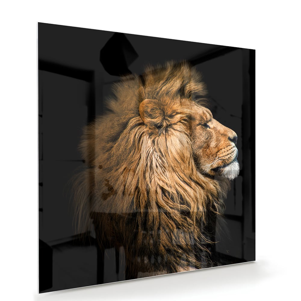 Glasbild mit majestätischem Löwen – Glasbild aus Sicherheitsglas, Größe 100x70
