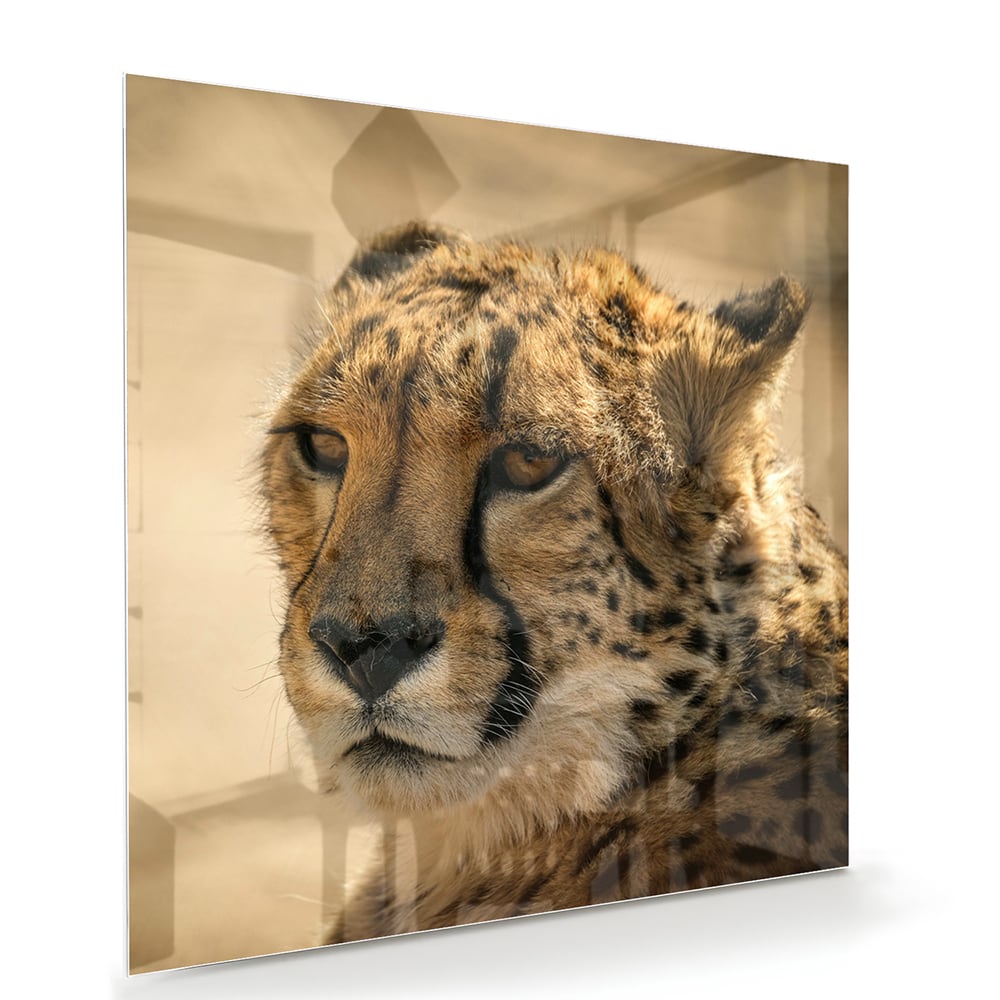 Elegantes Glasbild mit einem Leoparden – Glasbild aus Sicherheitsglas, Größe 100x70