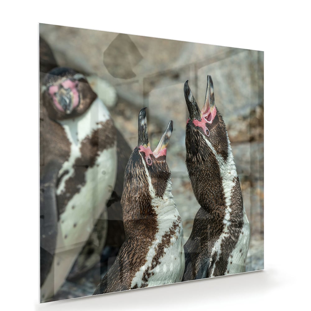 Glasbild mit fröhlichen Pinguinen in natürlicher Umgebung – Glasbild aus Sicherheitsglas, Größe 100x70