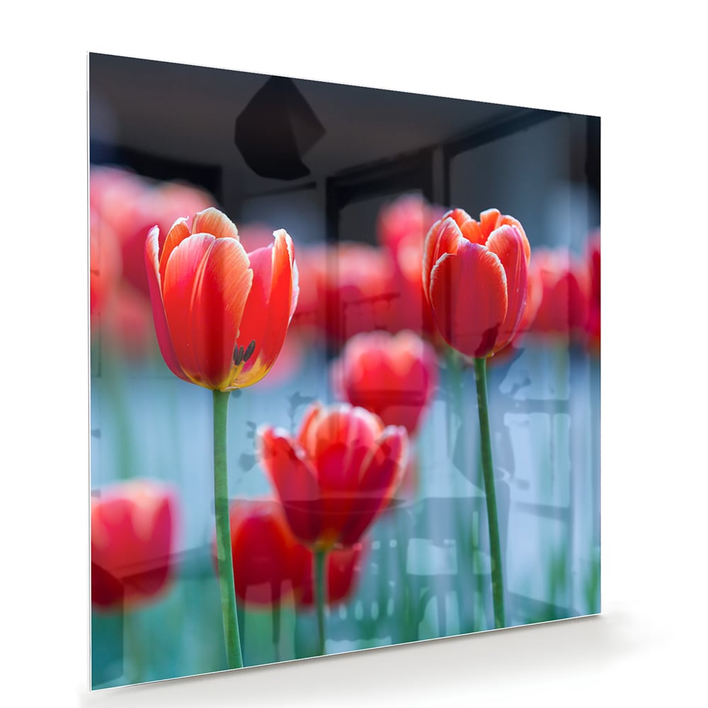 Glasbild – Lebendige rote Tulpen – Glasbild aus Sicherheitsglas, Größe 100x70