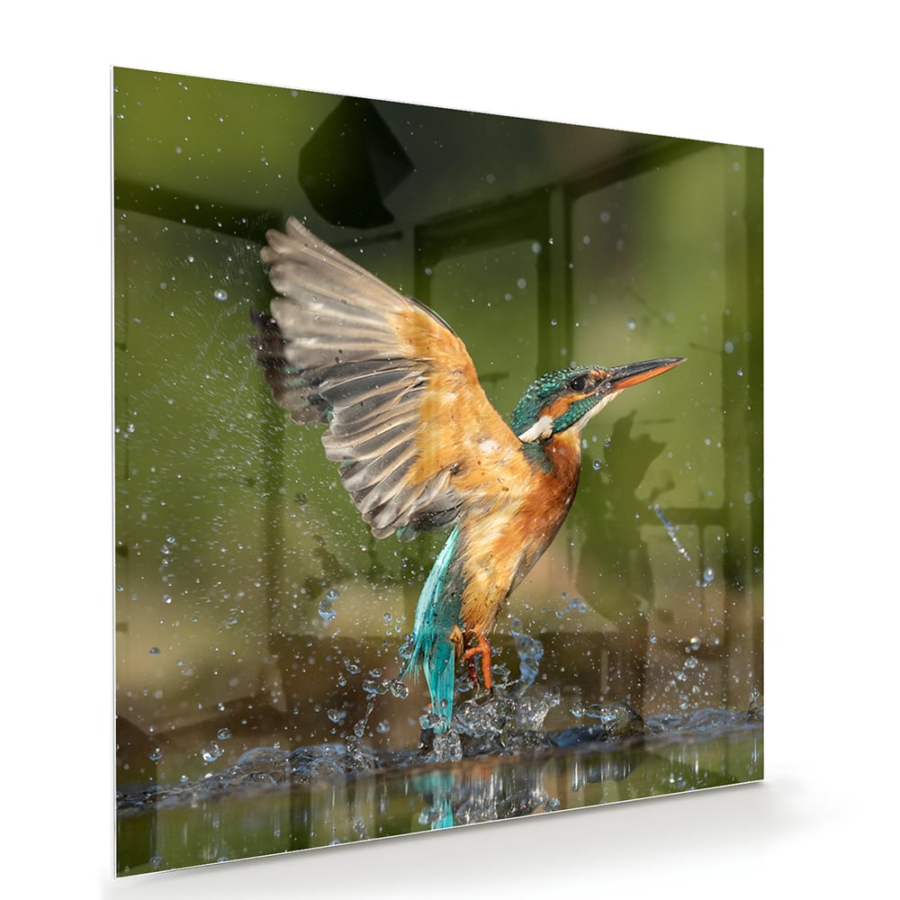 Glasbild mit einem farbenfrohen Eisvogel – Glasbild aus Sicherheitsglas, Größe 100x70