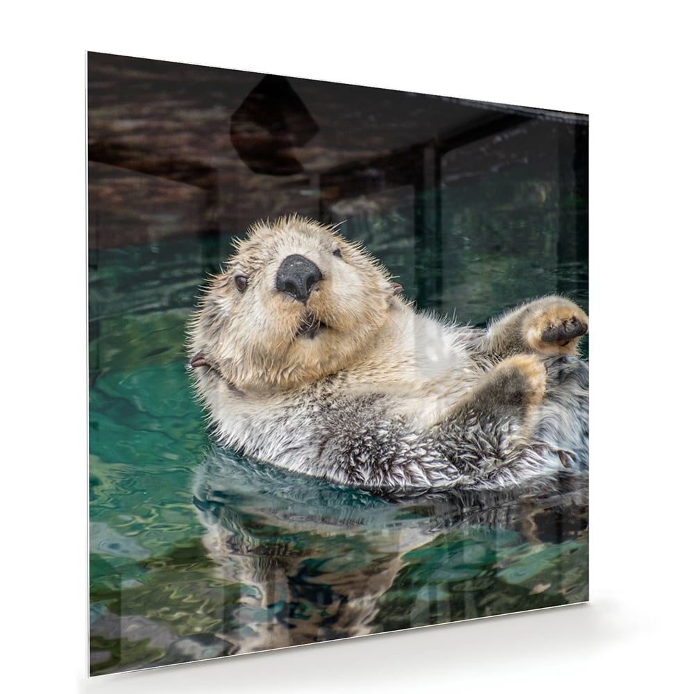 Glasbild mit schwimmendem Seeotter – Glasbild aus Sicherheitsglas, Größe 100x70