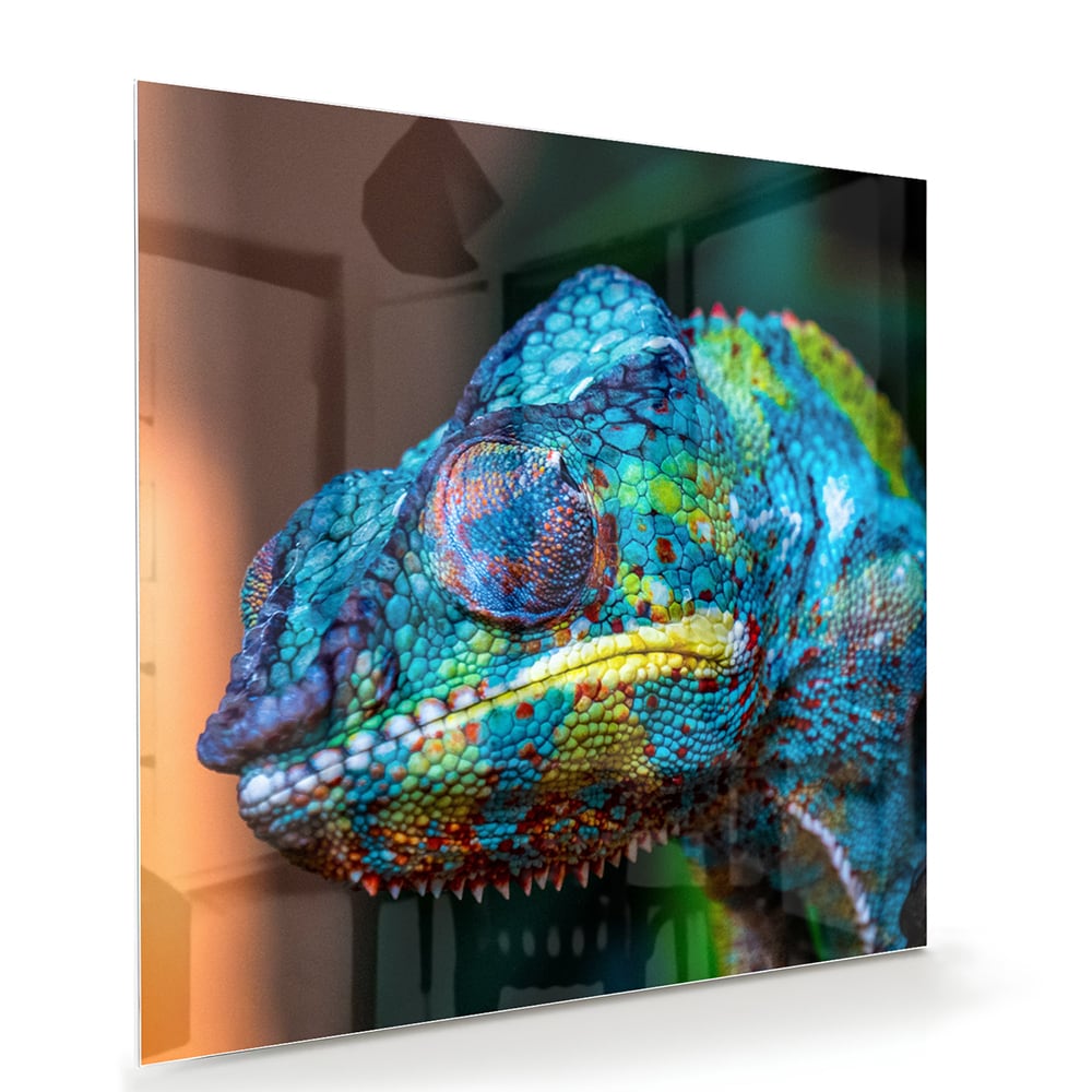 Farbenfrohes Chamäleon-Glasbild für Ihr Interieur – Glasbild aus Sicherheitsglas, Größe 100x70