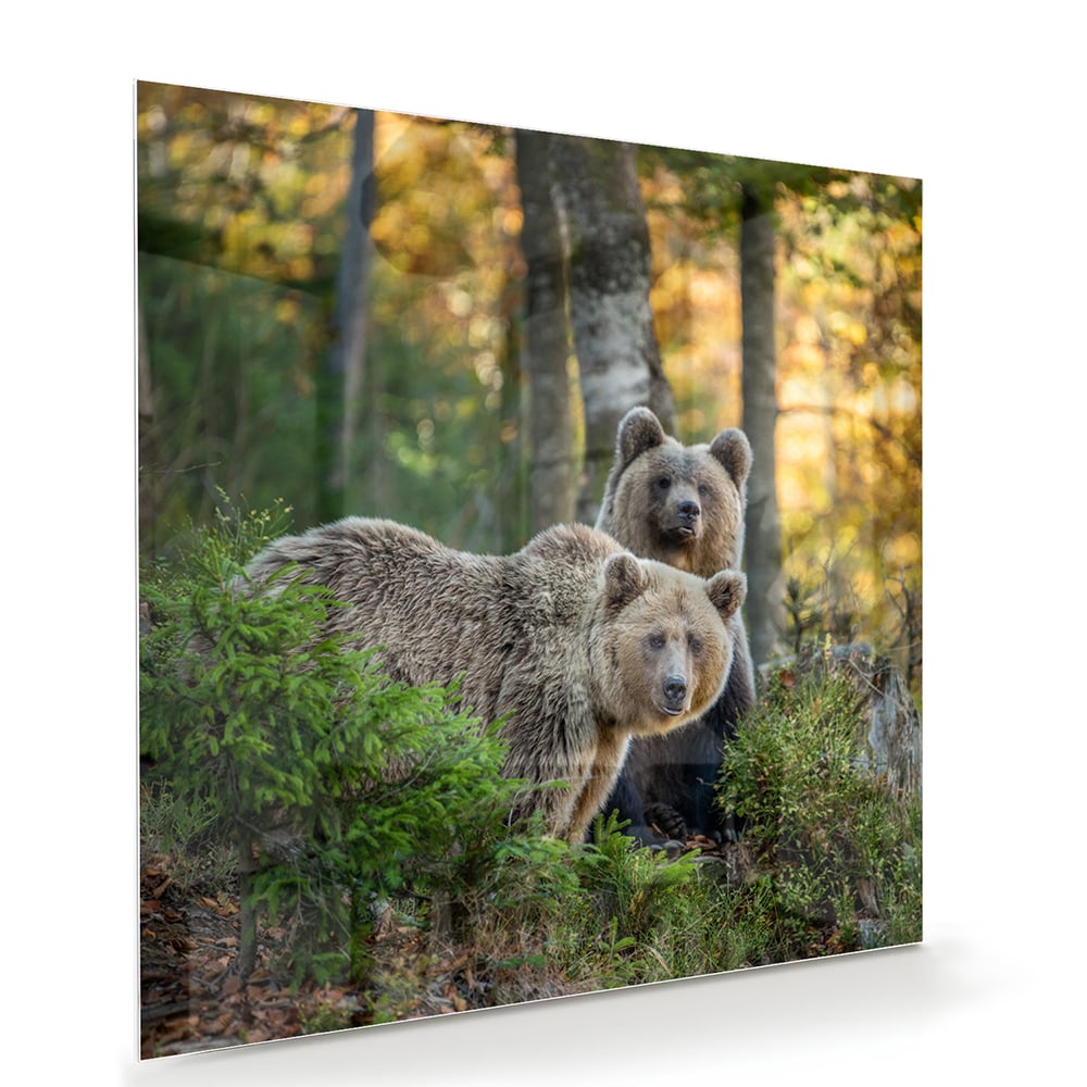 Glasbild mit zwei niedlichen Bären im Wald – Glasbild aus Sicherheitsglas, Größe 100x70