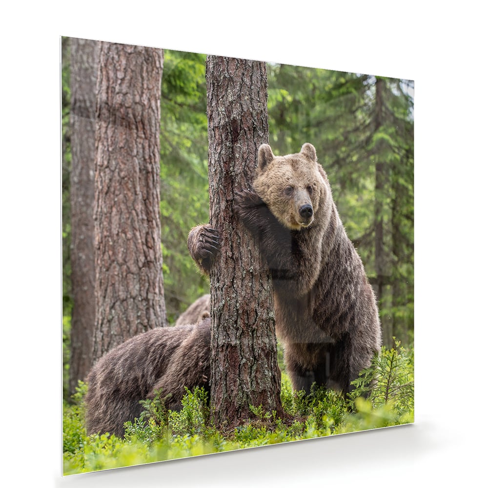 Glasbild mit beeindruckenden Grizzlybären in der Wildnis – Glasbild aus Sicherheitsglas, Größe 100x70