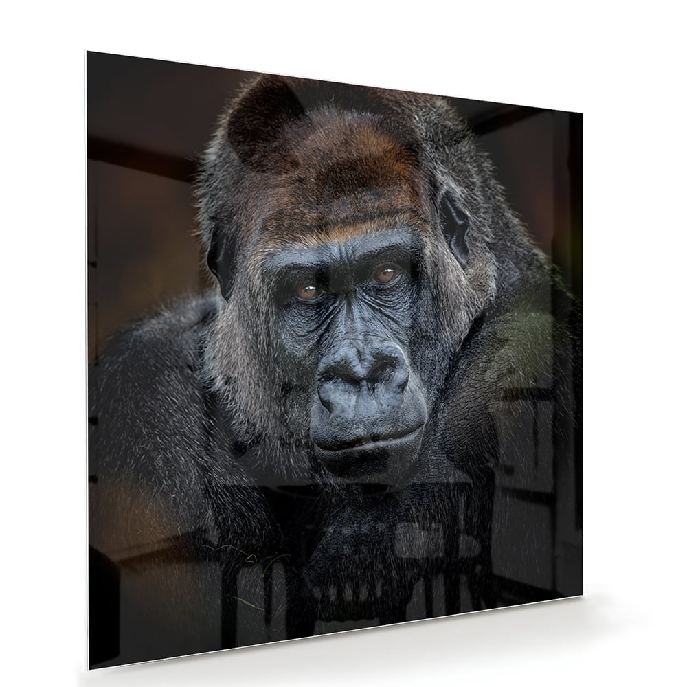 Beeindruckendes Glasbild mit einem Gorilla – Glasbild aus Sicherheitsglas, Größe 100x70
