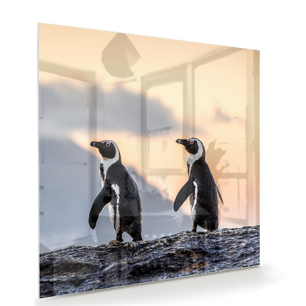Glasbild mit Pinguinen bei Sonnenuntergang – Glasbild aus Sicherheitsglas, Größe 100x70