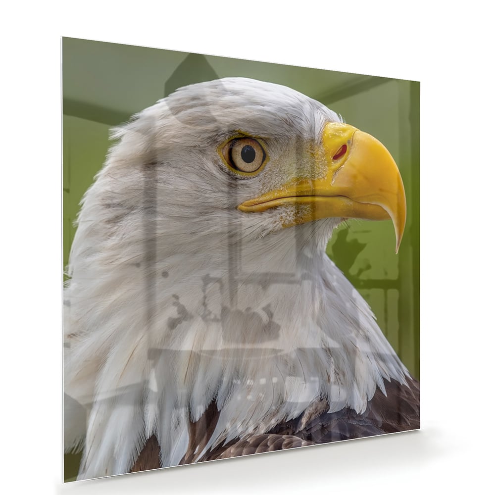 Glasbild mit majestätischem amerikanischen Weißkopfseeadler – Glasbild aus Sicherheitsglas, Größe 100x70