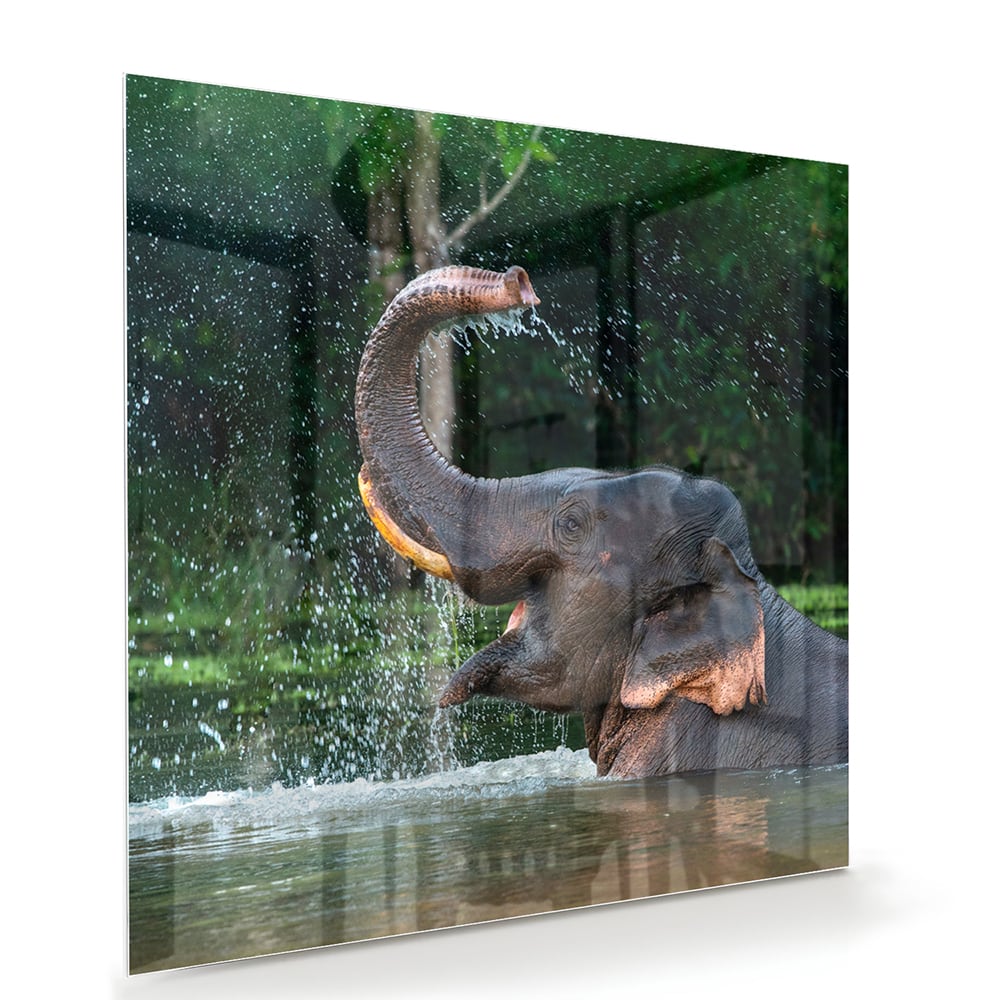 Wunderschönes Glasbild mit einem Elefanten im Wasser – Glasbild aus Sicherheitsglas, Größe 100x70