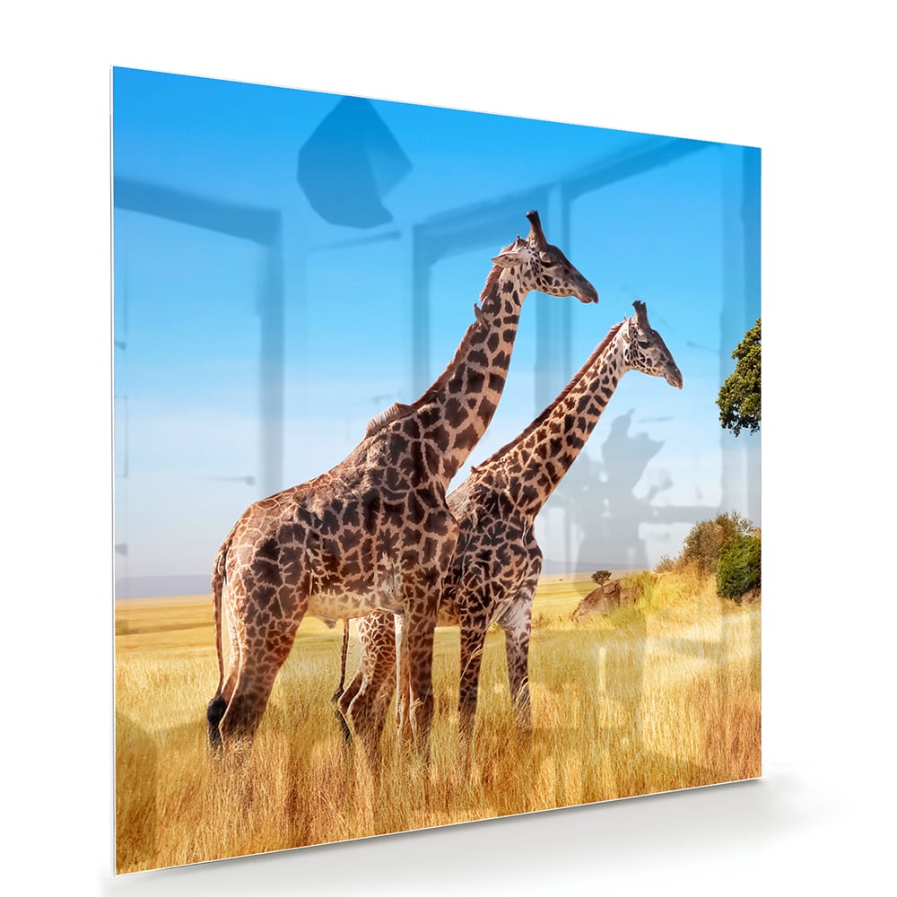 Glasbild mit zwei Giraffen in der afrikanischen Landschaft – Glasbild aus Sicherheitsglas, Größe 100x70
