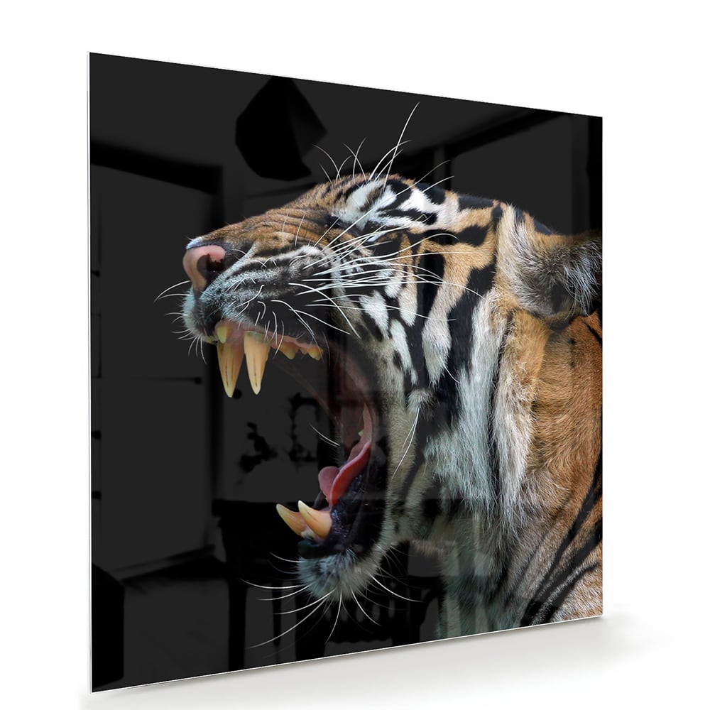 Beeindruckendes Glasbild mit einem brüllenden Tiger – Glasbild aus Sicherheitsglas, Größe 100x70