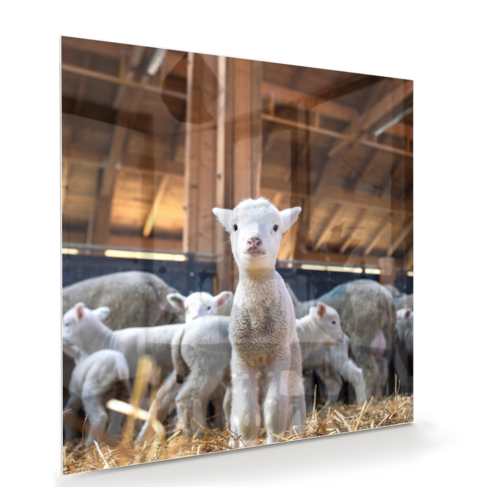 Glasbild – Niedliche Lämmer in einem Stall – Glasbild aus Sicherheitsglas, Größe 100x70