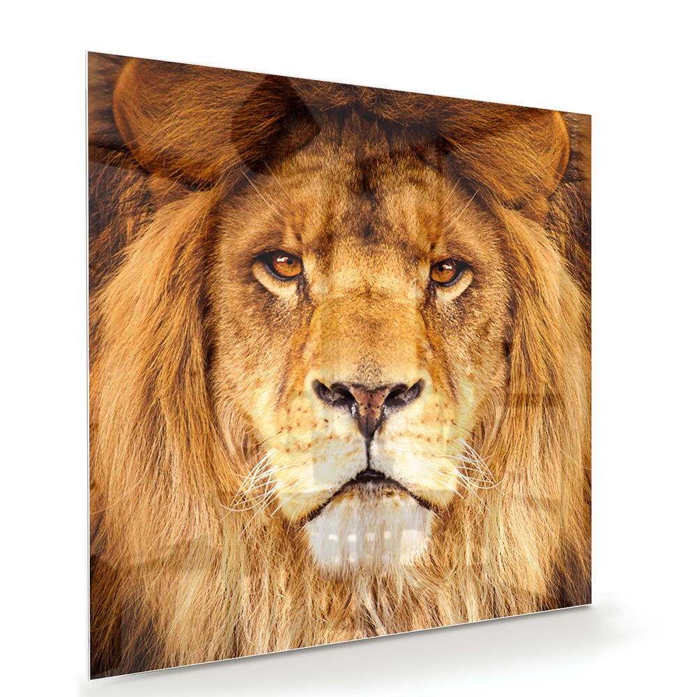 Glasbild mit majestätischem Löwen für Ihr Interieur – Glasbild aus Sicherheitsglas, Größe 100x70