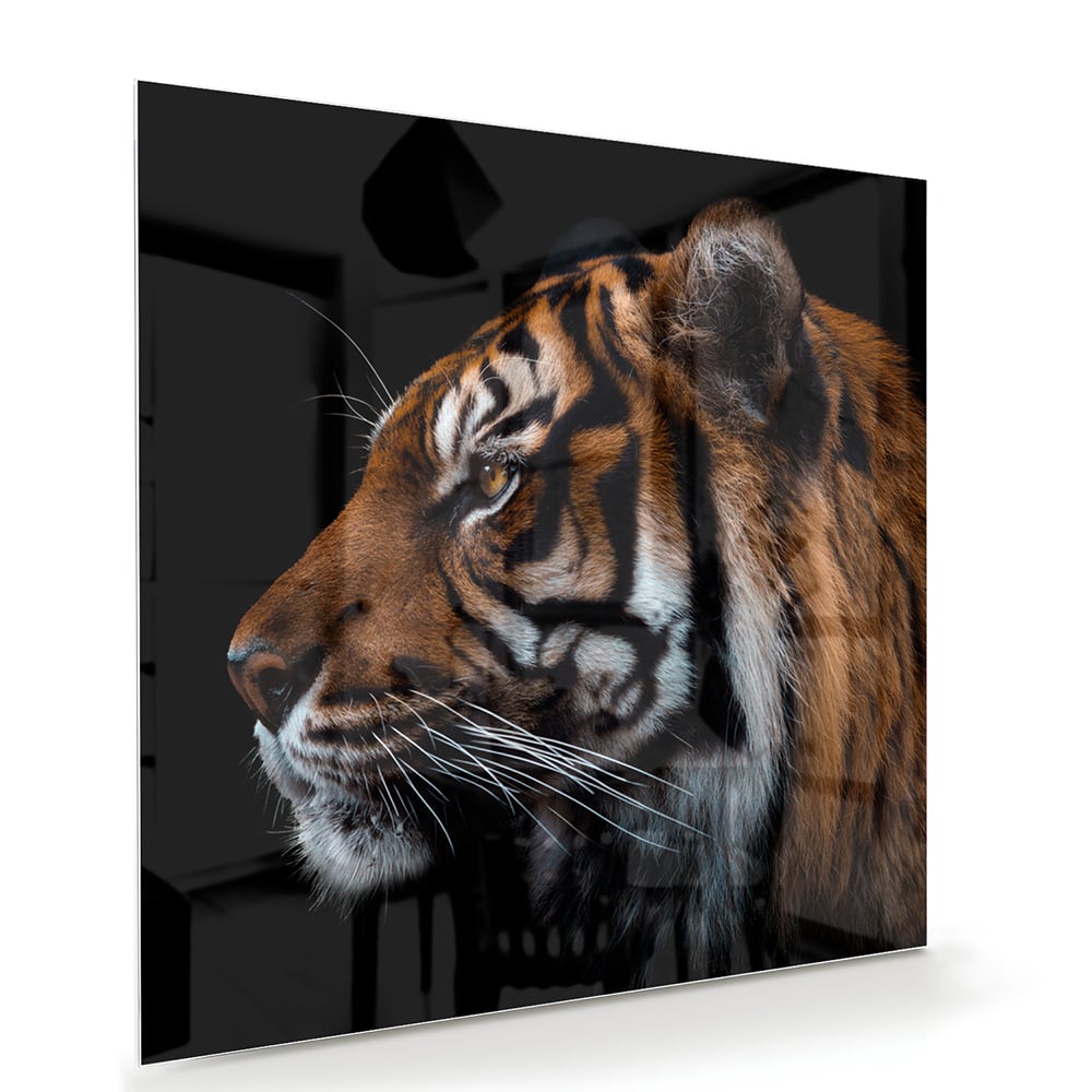 Glasbild mit majestätischen Tigern – Glasbild aus Sicherheitsglas, Größe 100x70