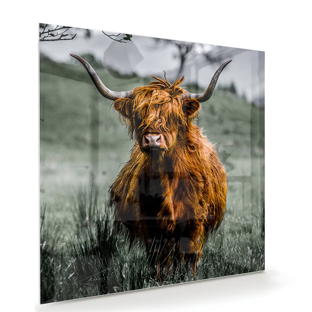 Glasbild mit einem schottischen Hochlandrind – Glasbild aus Sicherheitsglas, Größe 100x70