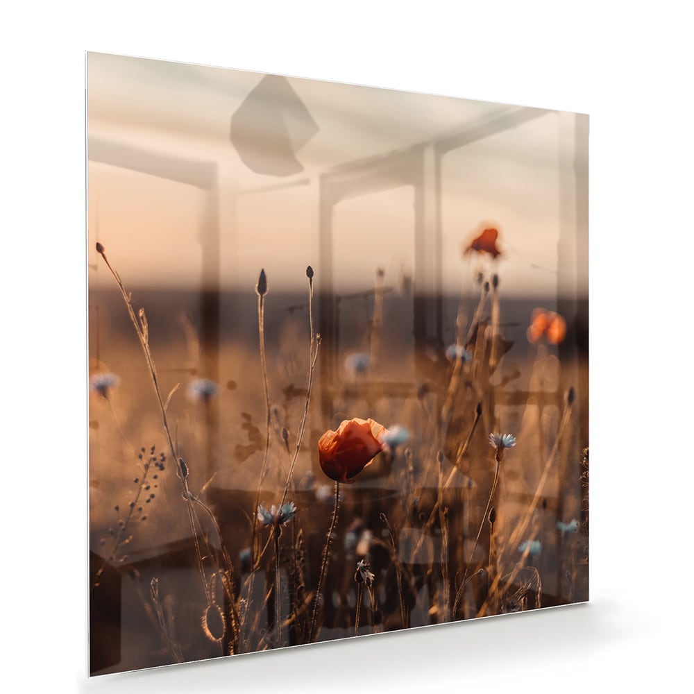 Glasbild – Mohnfeld in sanftem Glanz – Glasbild aus Sicherheitsglas, Größe 100x70