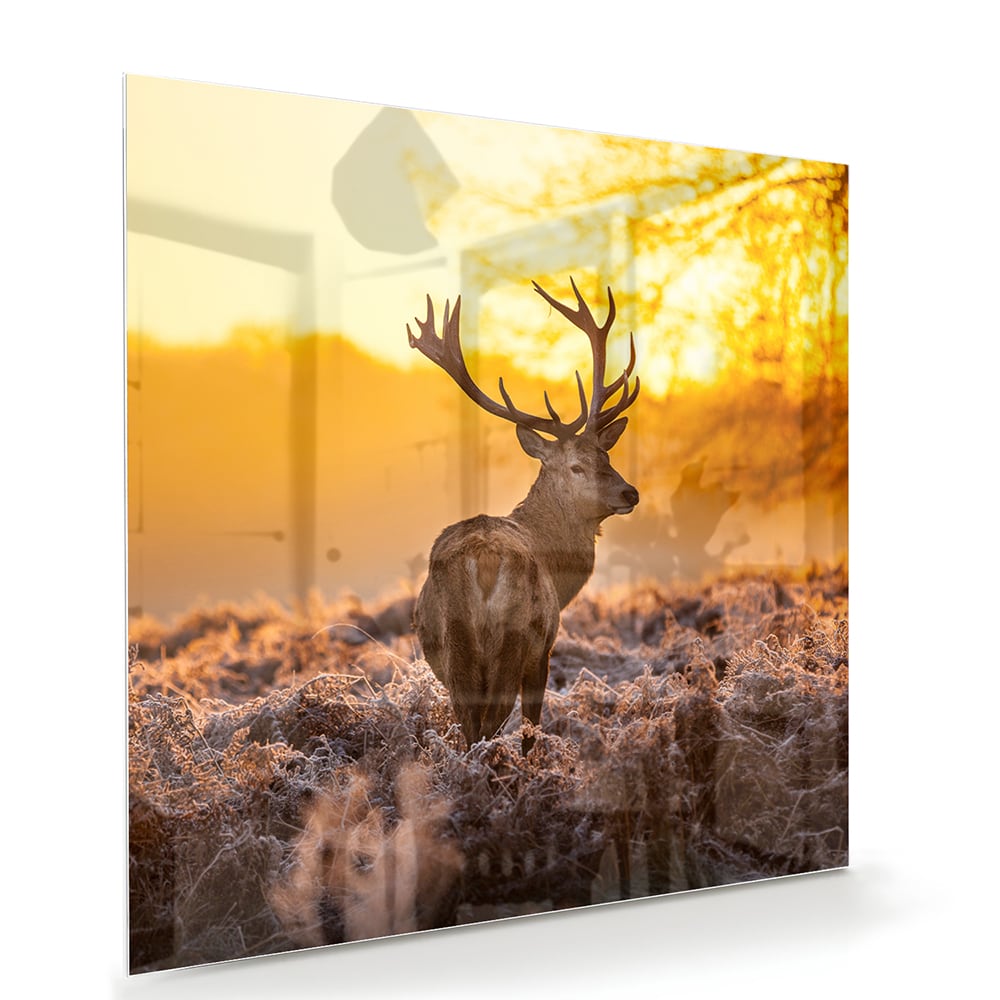 Glasbild mit einem Hirsch in der aufgehenden Sonne – Glasbild aus Sicherheitsglas, Größe 100x70