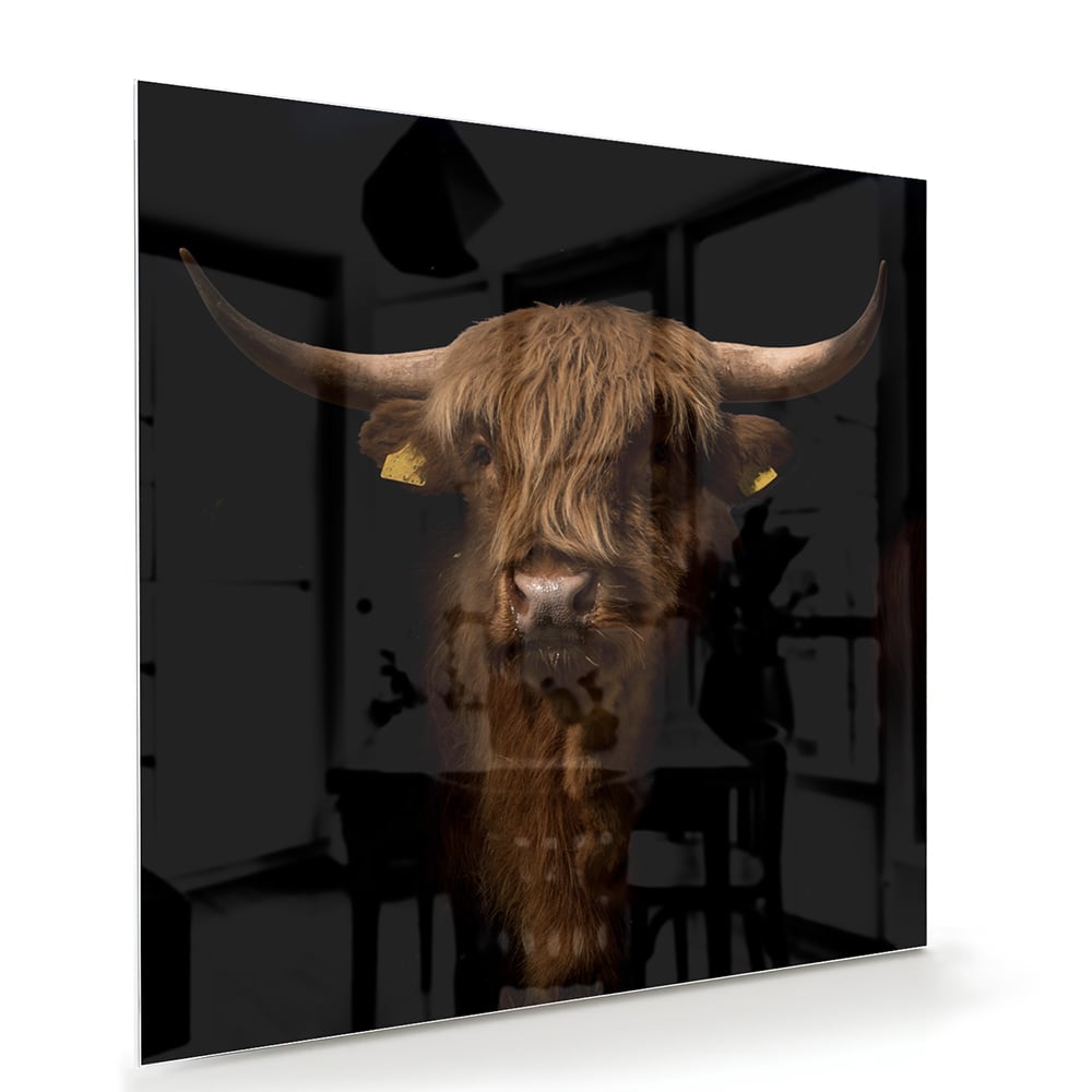 Glasbild mit kraftvollem Hochlandrind – Glasbild aus Sicherheitsglas, Größe 100x70