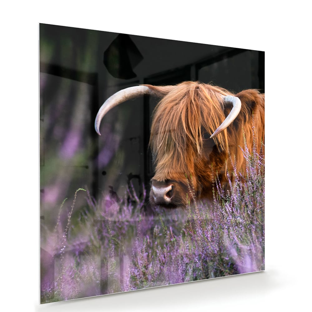 Glasbild mit einem schottischen Hochlandrind in Lavendel – Glasbild aus Sicherheitsglas, Größe 100x70