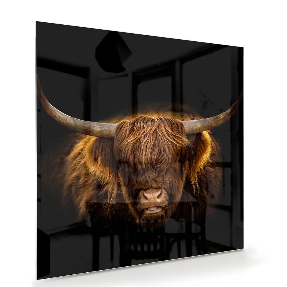 Beeindruckendes Glasbild mit Highland-Rind – Glasbild aus Sicherheitsglas, Größe 100x70