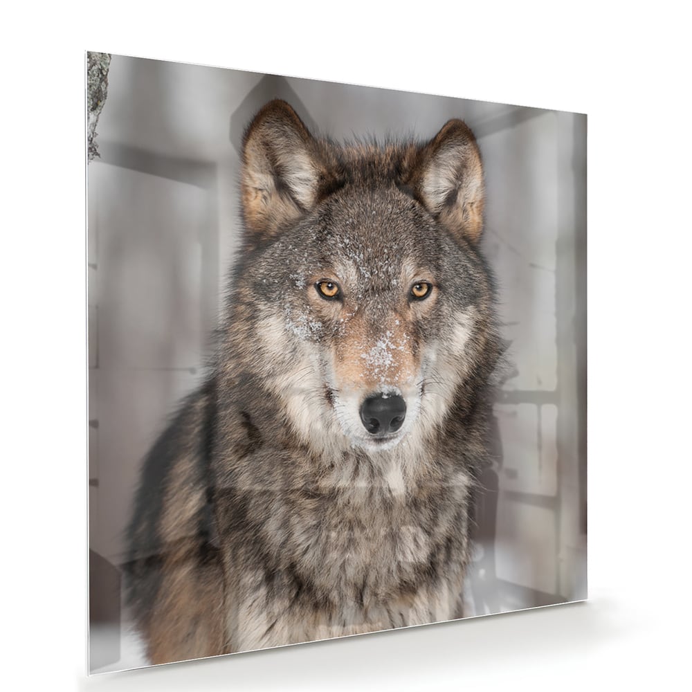 Beeindruckendes Glasbild mit einem Wolf – Glasbild aus Sicherheitsglas, Größe 100x70
