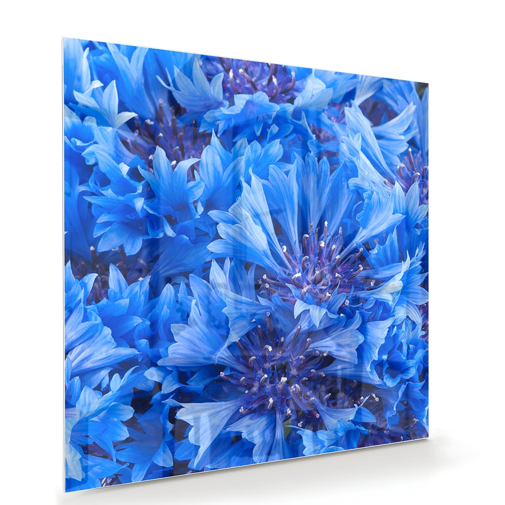 Blaues Glasbild mit Blumenmotiv – Glasbild aus Sicherheitsglas, Größe 100x70