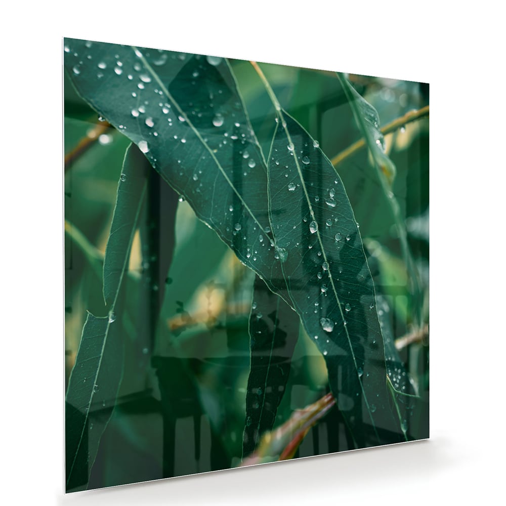 Glasbild mit grünen Blättern und Tautropfen – Glasbild aus Sicherheitsglas, Größe 100x70