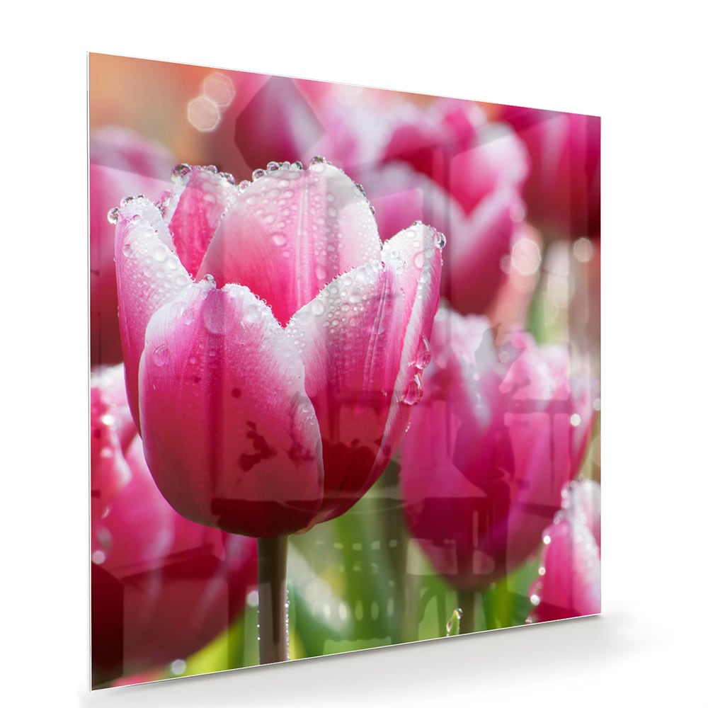 Glasbild mit bezaubernden rosa Tulpen – Glasbild aus Sicherheitsglas, Größe 100x70