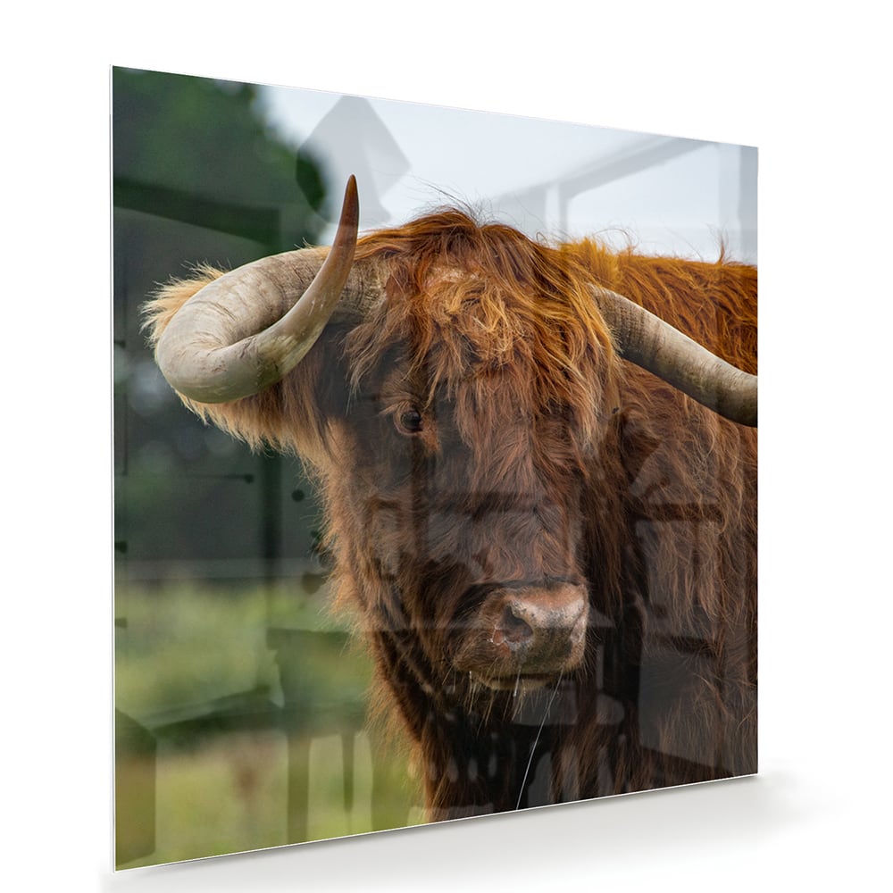 Glasbild mit einem schottischen Hochlandrind – Glasbild aus Sicherheitsglas, Größe 100x70