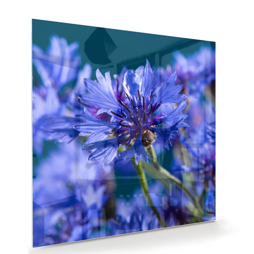 Wunderschönes violettes Glasbild mit Blumenmotiv – Glasbild aus Sicherheitsglas, Größe 100x70