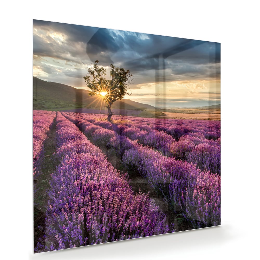 Glasbild mit violetten Lavendelfeldern bei Sonnenuntergang – Glasbild aus Sicherheitsglas, Größe 100x70