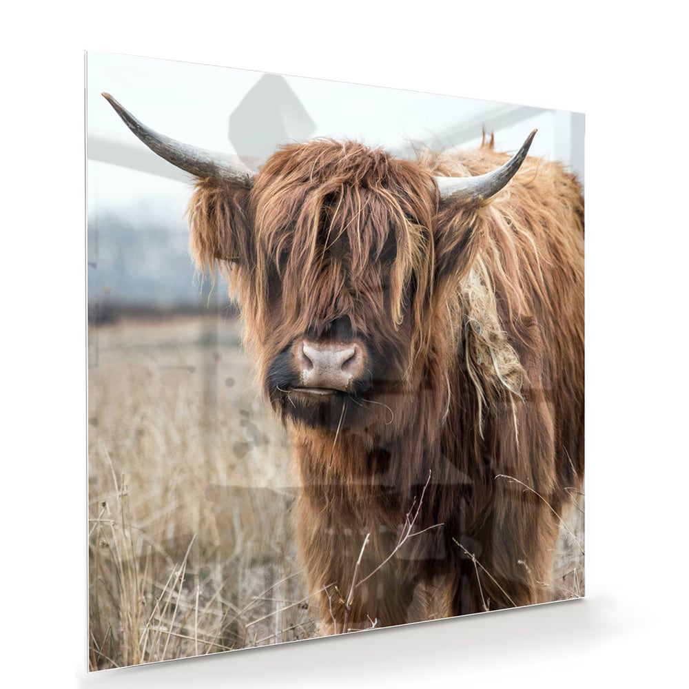 Glasbild mit Hochlandrind in Holzoptik – Glasbild aus Sicherheitsglas, Größe 100x70