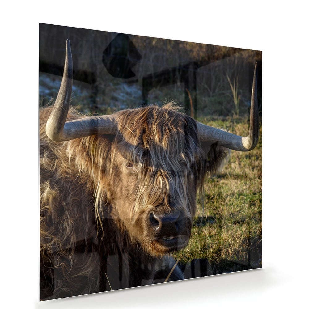 Glasbild mit einem Highland-Rind in natürlichem Licht – Glasbild aus Sicherheitsglas, Größe 100x70