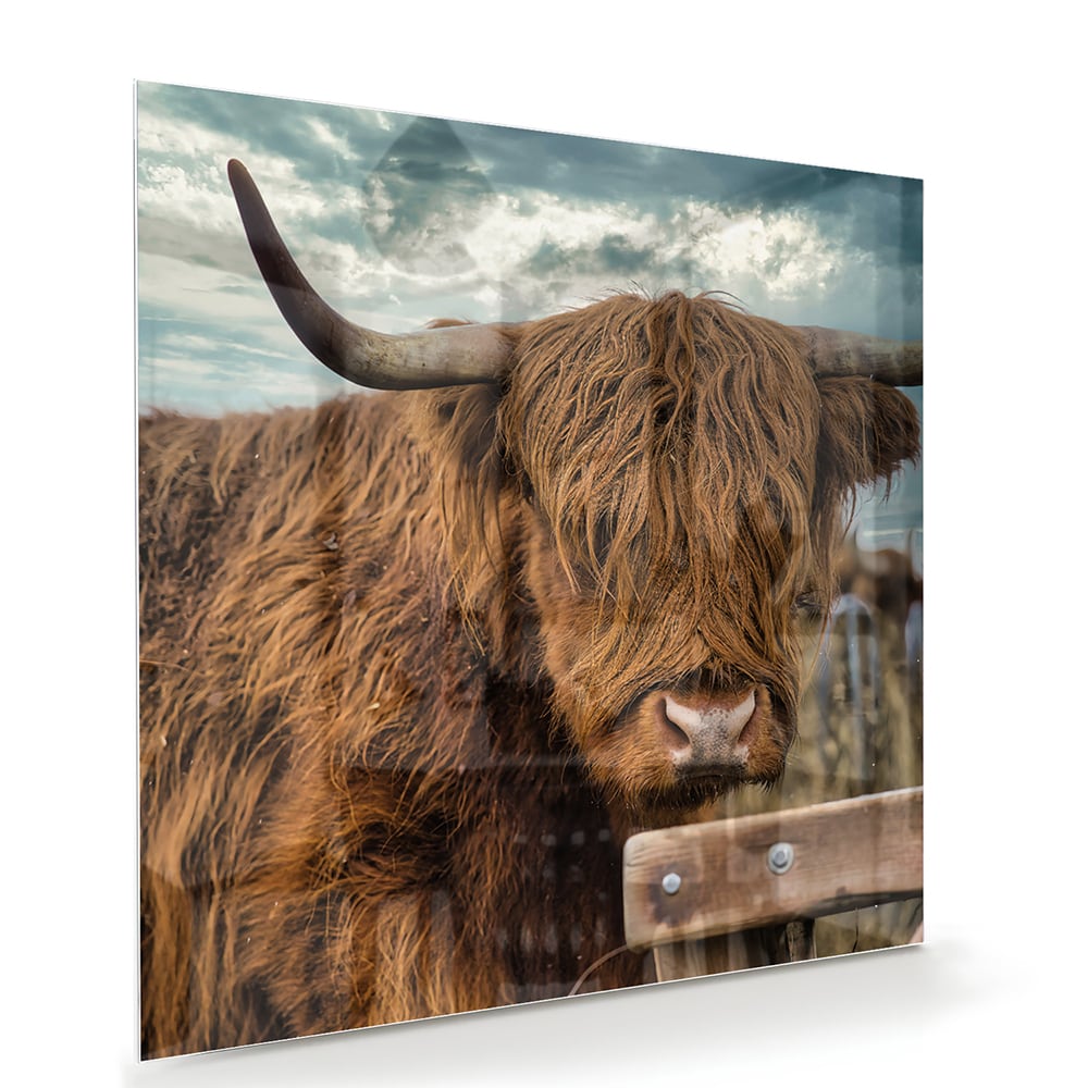 Glasbild mit einem Hochlandrind in der Natur – Glasbild aus Sicherheitsglas, Größe 100x70